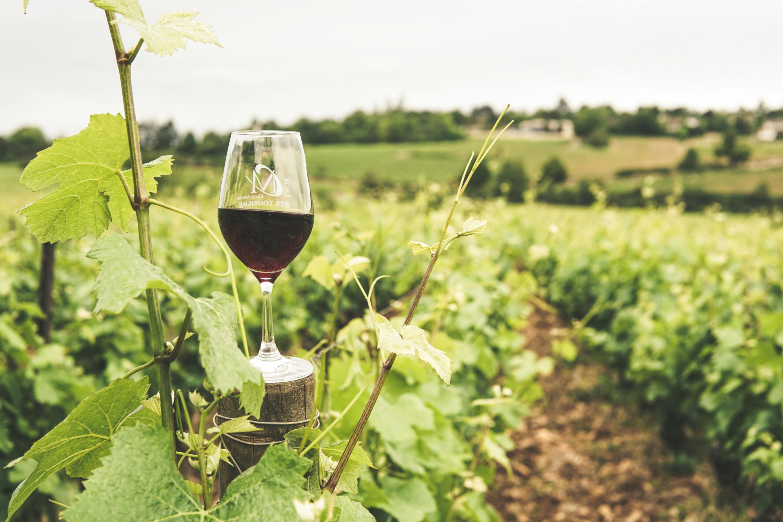 Discover the Best Spanish Wine Regions for Enthusiasts